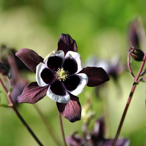 white-purple flowers with yellow center, purple leaves and stems