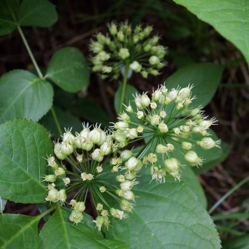 white-green fruits with green leaves on green stems