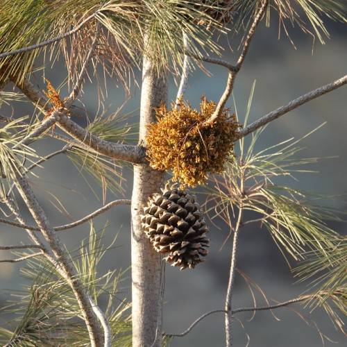 orange-brown flowers, a brown cone and green-brown foliage on light-brown branches and trunk