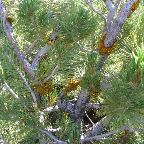 green foliage on grey branches