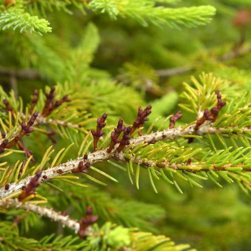 burgundy fruits and lime needles on beige branches