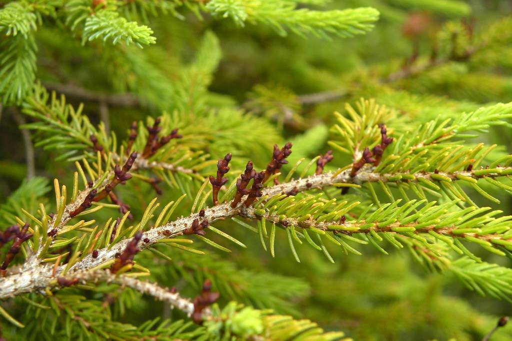 burgundy fruits and lime needles on beige branches