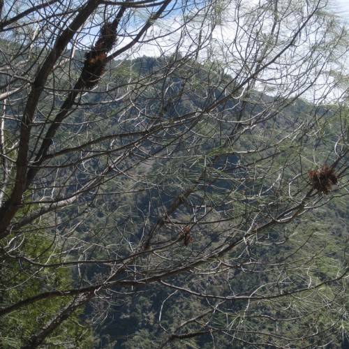 green foliage on brown twigs, branches and a brown trunk