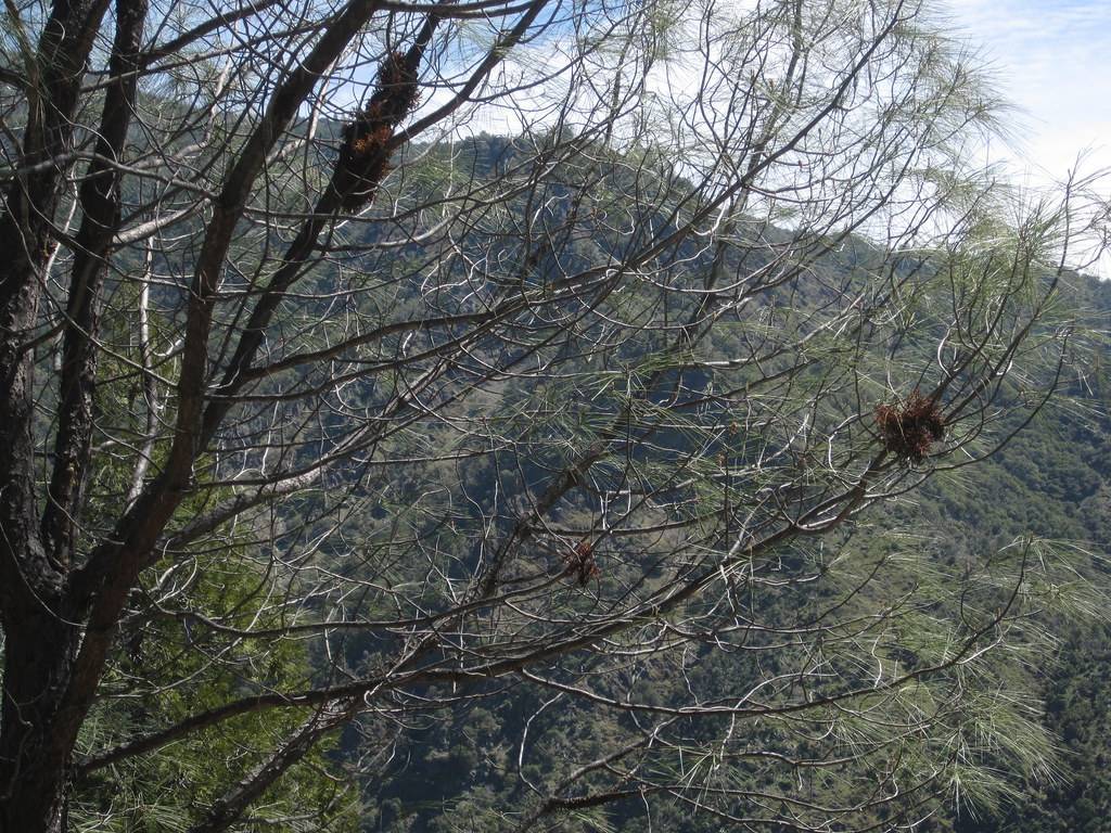 green foliage on brown twigs, branches and a brown trunk