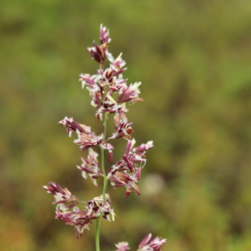 Dark-pink spikelet with green stems.