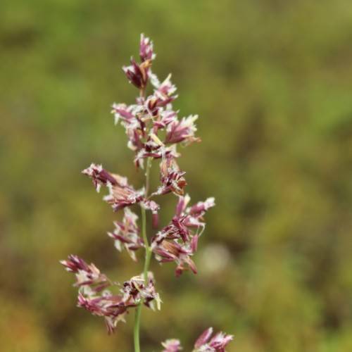 pink-white flowers on a lime stem