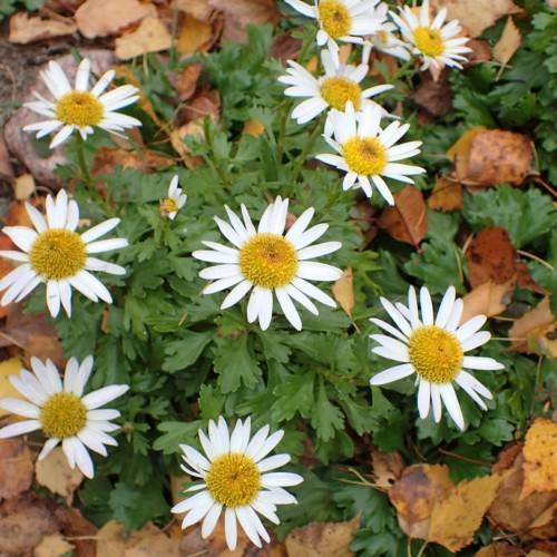 white flowers with dark-yellow center, green-brown leaves and green stems