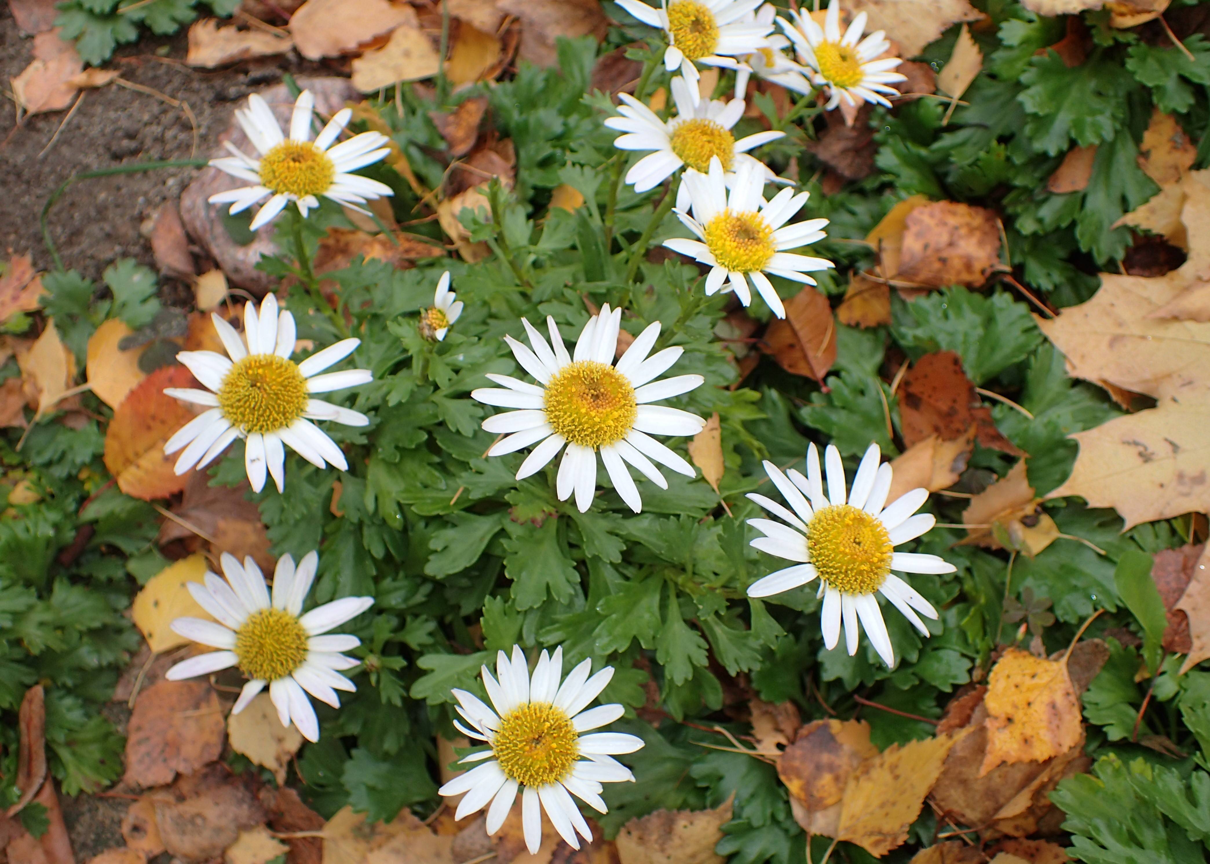 white flowers with dark-yellow center, green-brown leaves and green stems