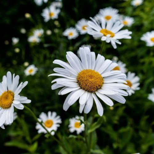white flowers with dark-yellow center, green leaves and stems