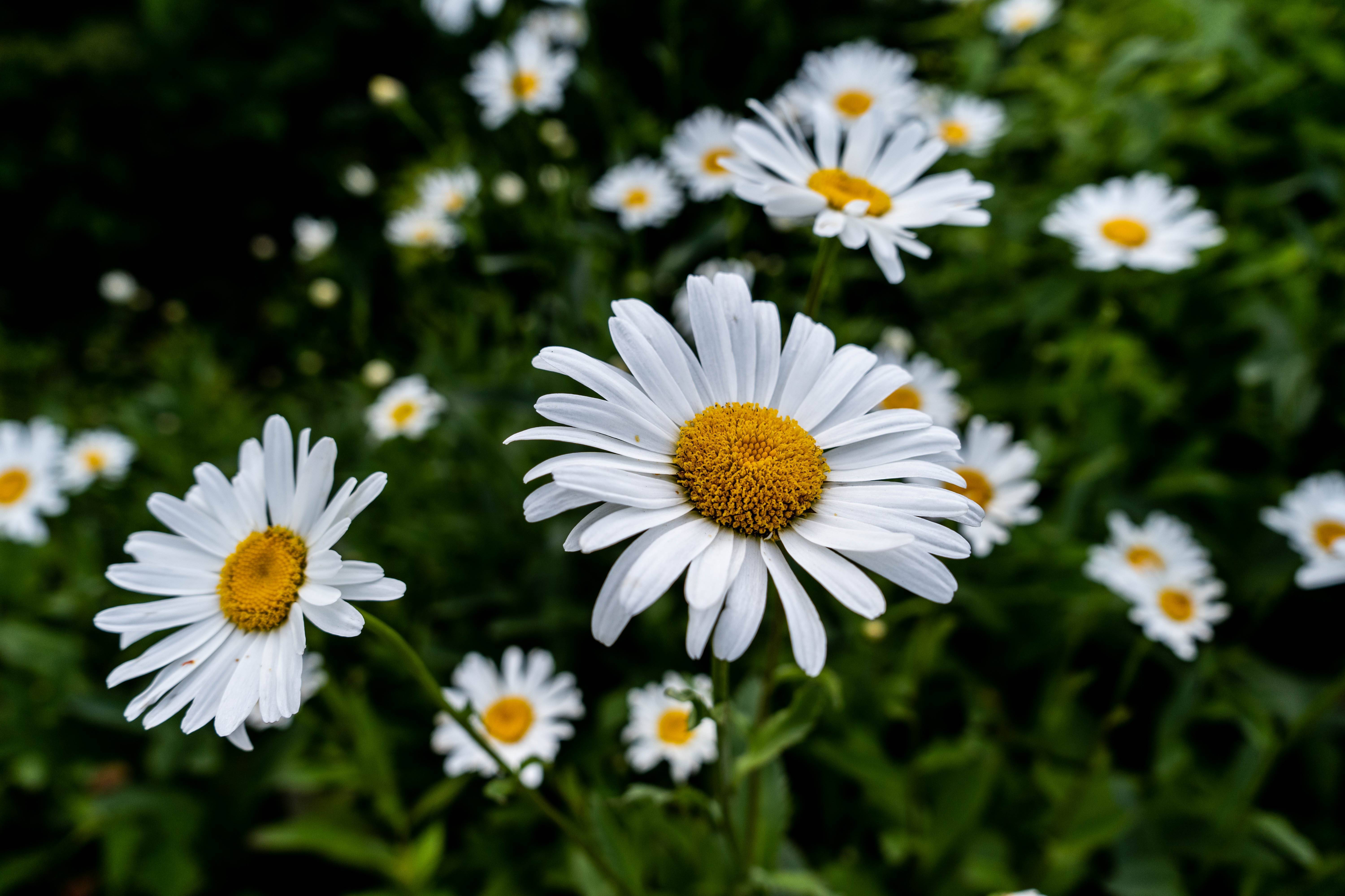 white flowers with dark-yellow center, green leaves and stems