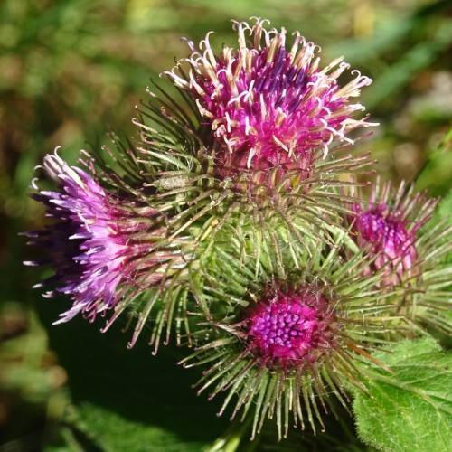 purple-green flowers with green leaves