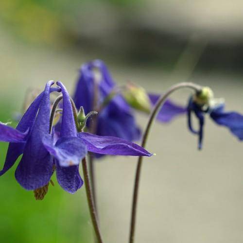 Maroon-green stems with blue-purple flowers and yellow-green buds.