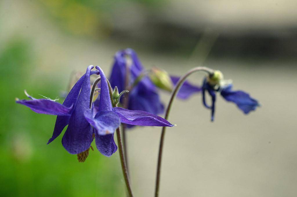 Maroon-green stems with blue-purple flowers and yellow-green buds.