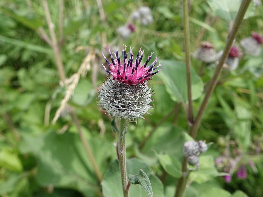 pink-green flowers with black-pink stamens, green leaves and green-brown stems