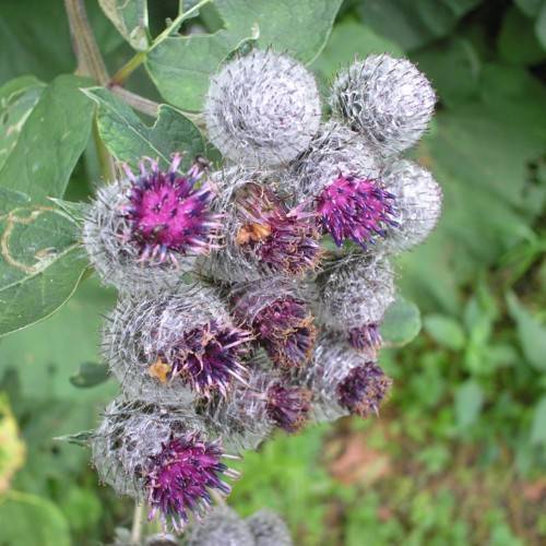 purple-grey flowers with green leaves on green-brown stems