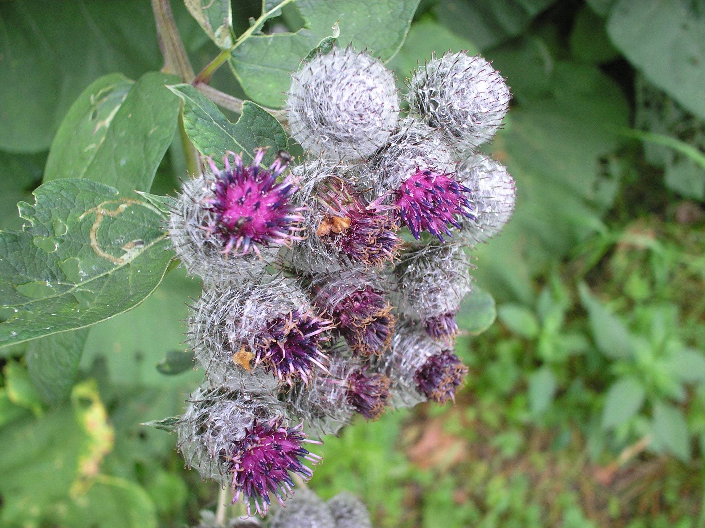 purple-grey flowers with green leaves on green-brown stems