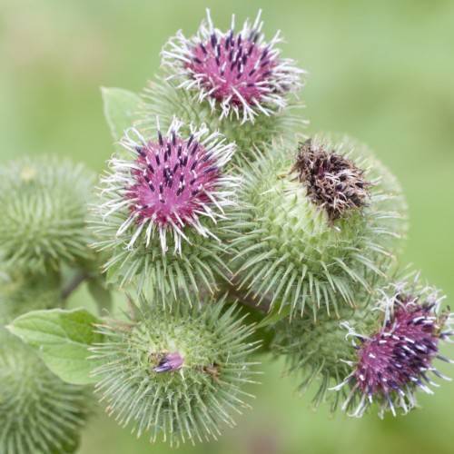 green-purple flowers with light-green leaves and stems