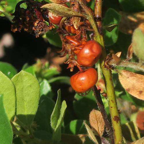 red fruits with yellow-green leaves on green-brown stems