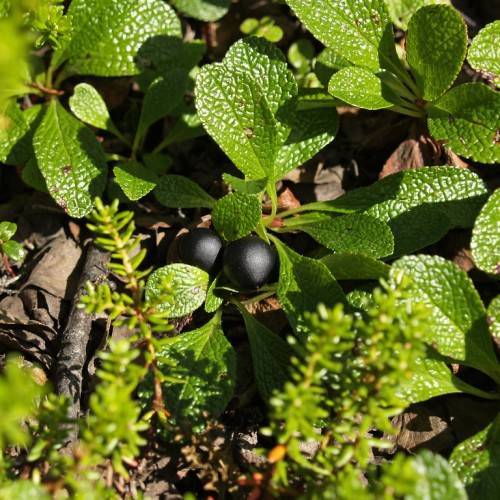 yellow-green leaves and black fruits on yellow-green stems and brown branches
