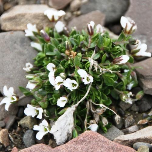 white flowers with burgundy-purple sepals, white-gray stems and green leaves