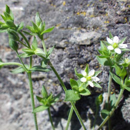 white flowers with lime center, green buds, leaves and green stems