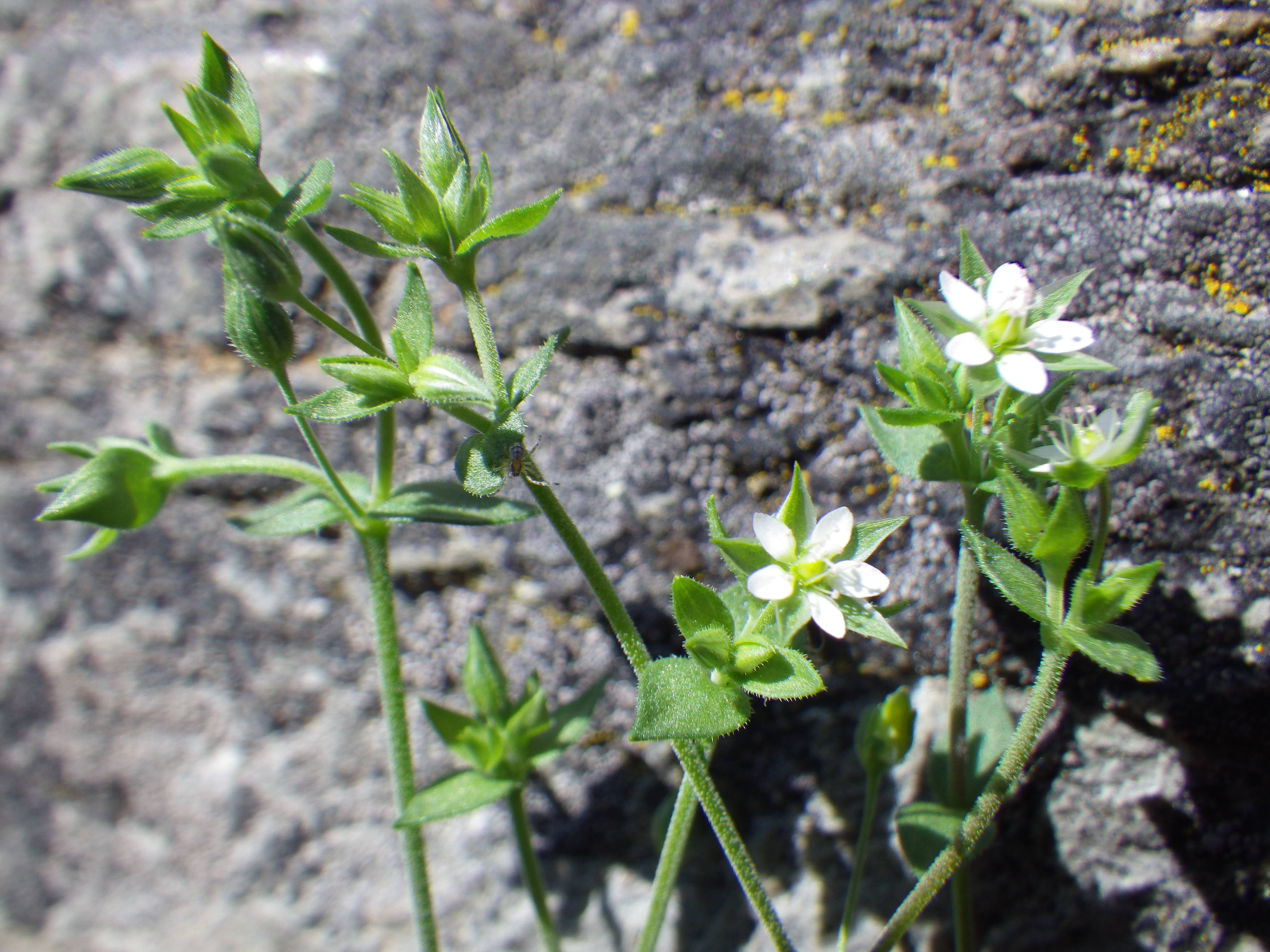 white flowers with lime center, green buds, leaves and green stems
