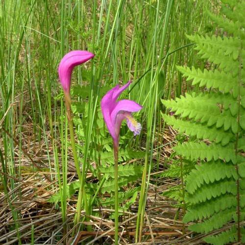 pink-purple flowers with light-green leaves and stems