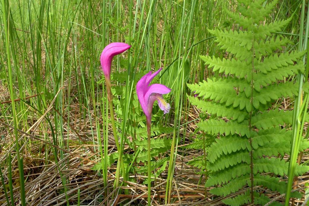 pink-purple flowers with light-green leaves and stems