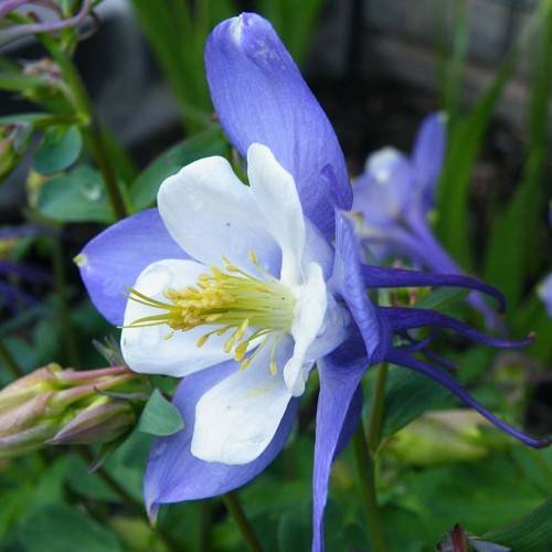 white-blue flower with white filaments, yellow anthers, green leaves and green-brown stems