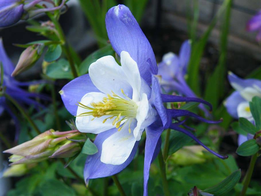 white-blue flower with white filaments, yellow anthers, green leaves and green-brown stems