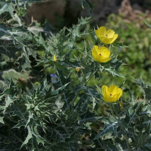 bright-yellow flowers with red center, yellow stamens, white-green leaves and green stems
