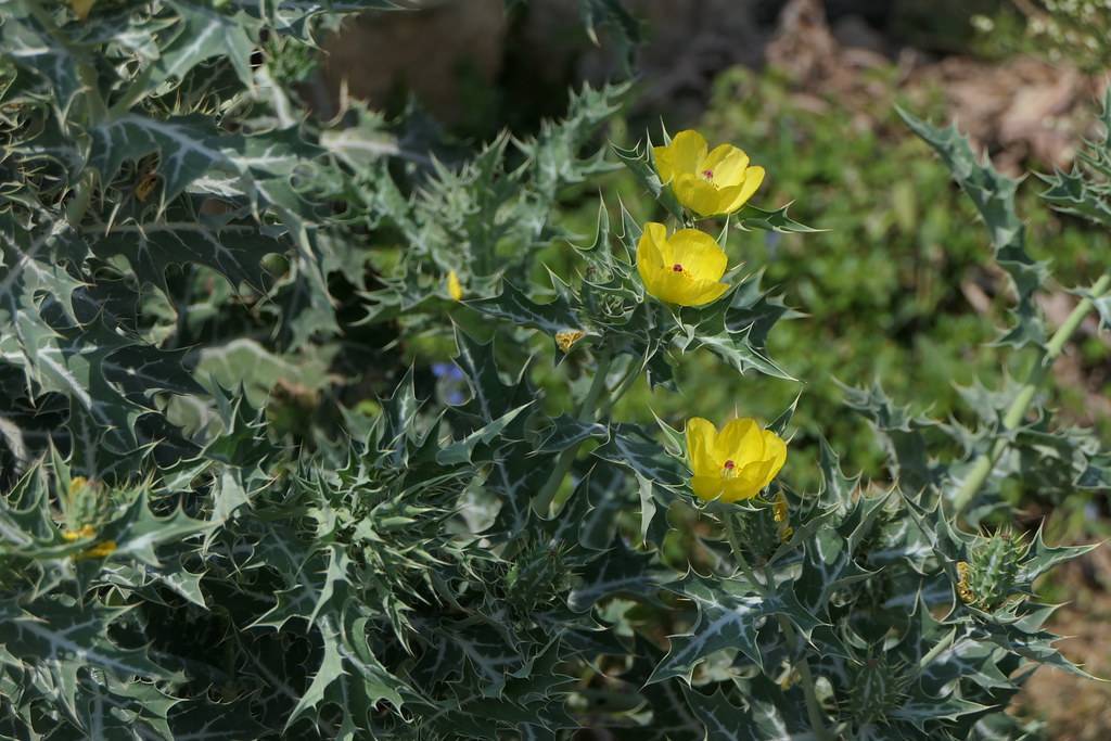 bright-yellow flowers with red center, yellow stamens, white-green leaves and green stems