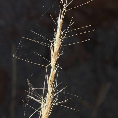 beige stem with beige hairs
