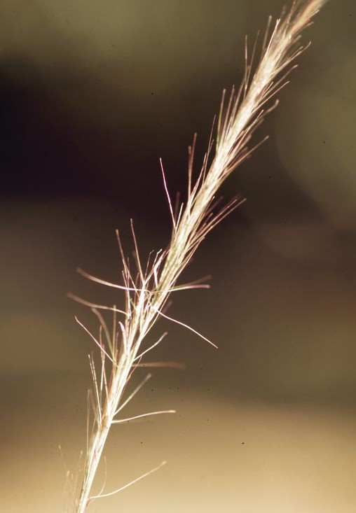 beige stem with beige-brown hairs