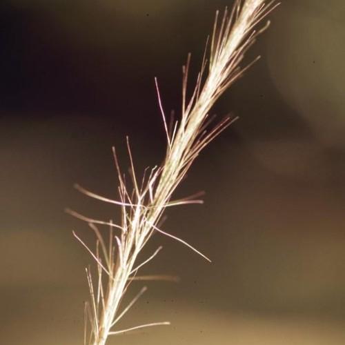 beige stem with beige-brown hairs