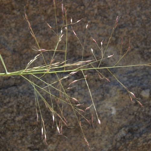 white flowers with light-green foliage and stems