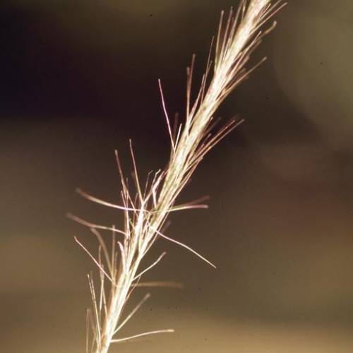 Light-pink-beige leaves.