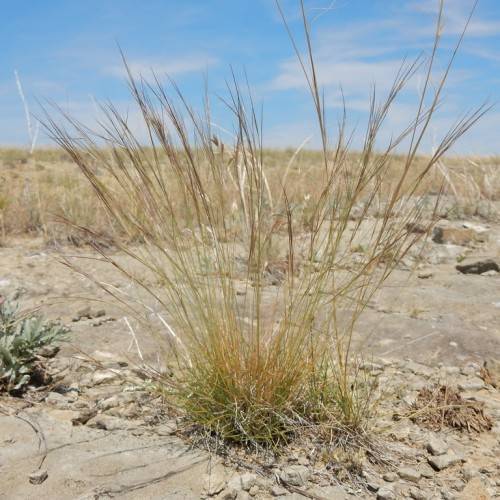 green-brown foliage