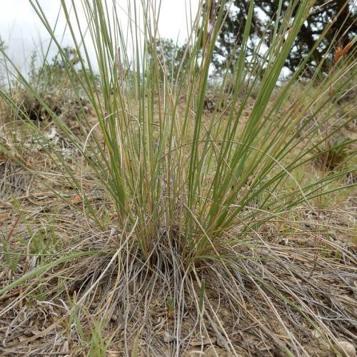 yellow-green foliage