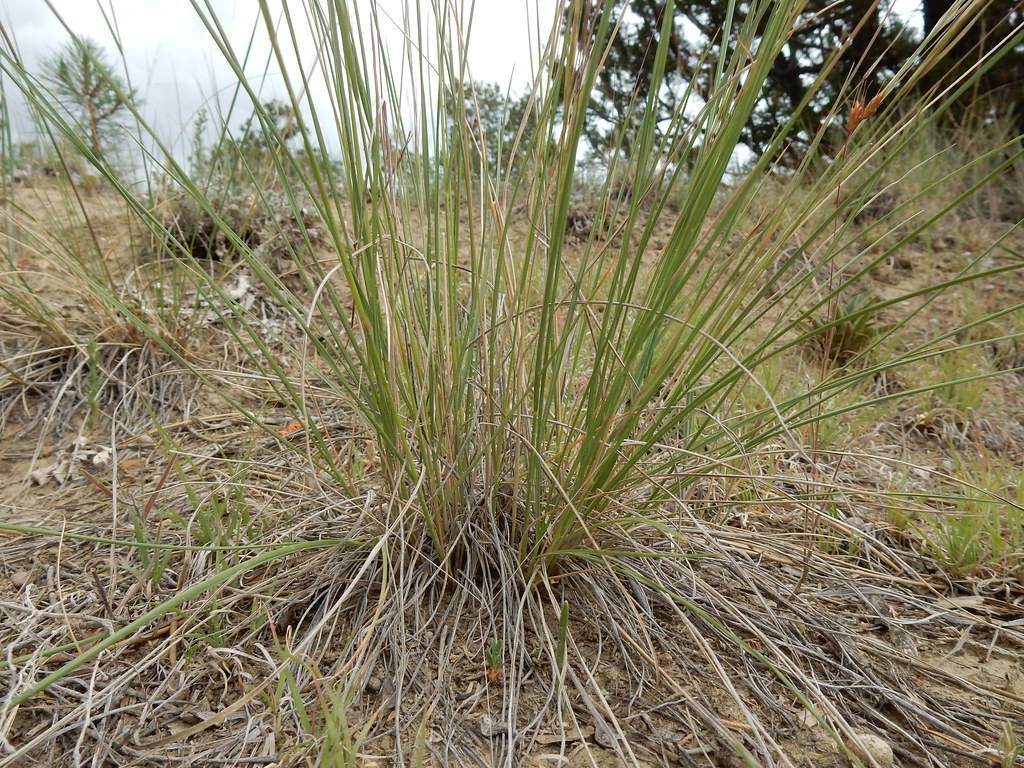 yellow-green foliage