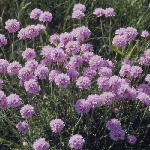 light-purple flowers, green leaves and stems