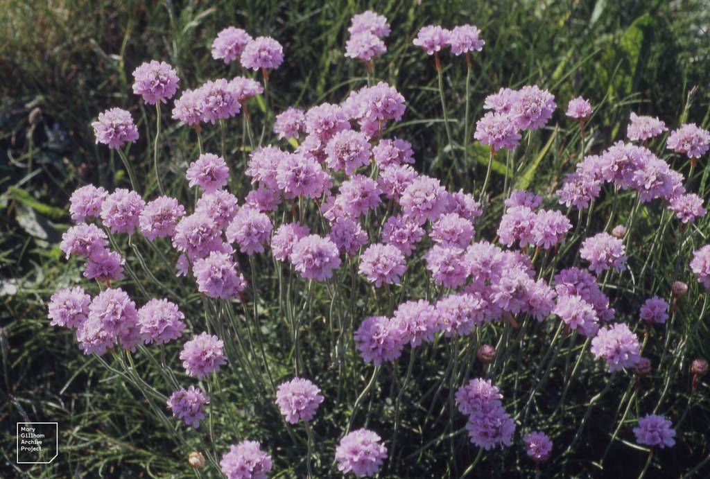 light-purple flowers, green leaves and stems