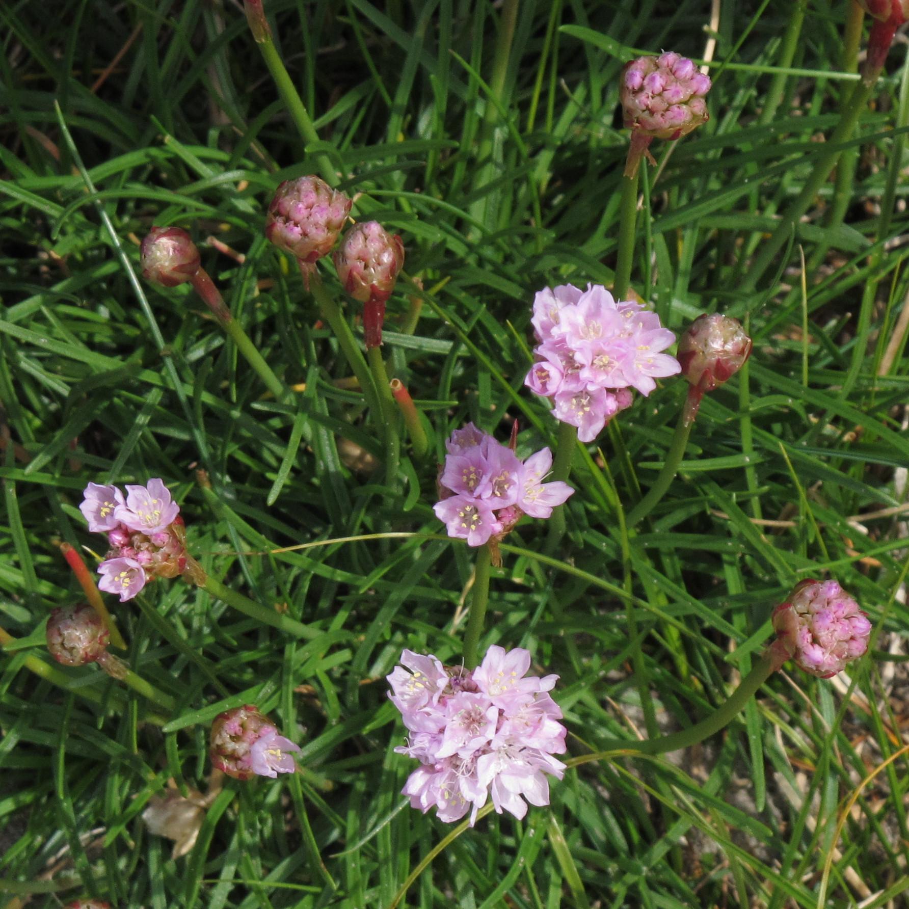 light-purple flowers with yellow anthers, pink-ruby buds, green stems and leaves