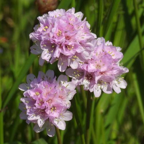light-pink flowers with light-pink filaments, yellow anthers, green leaves and stems