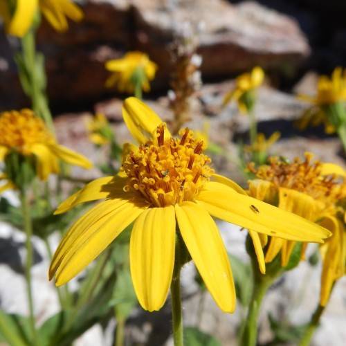 bright-yellow flowers with orange center, green leaves and stems