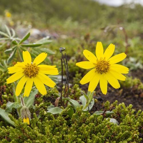 bright-yellow flowers with dark-yellow center, light-green leaves and stems