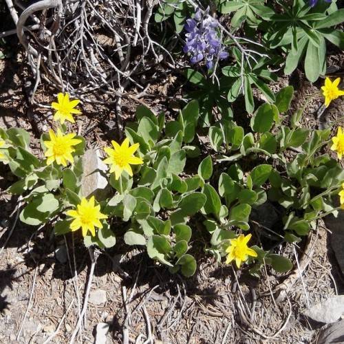 bright-yellow flowers with yellow center, green leaves, stems, and grey branches