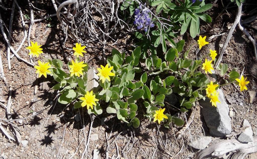 bright-yellow flowers with yellow center, green leaves, stems, and grey branches