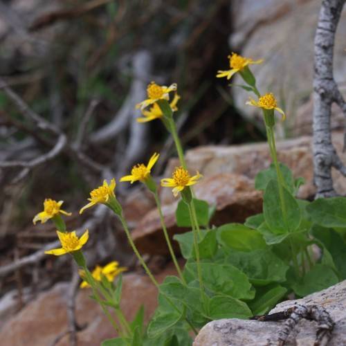 yellow flowers with dark-yellow center, green leaves and light-green stems