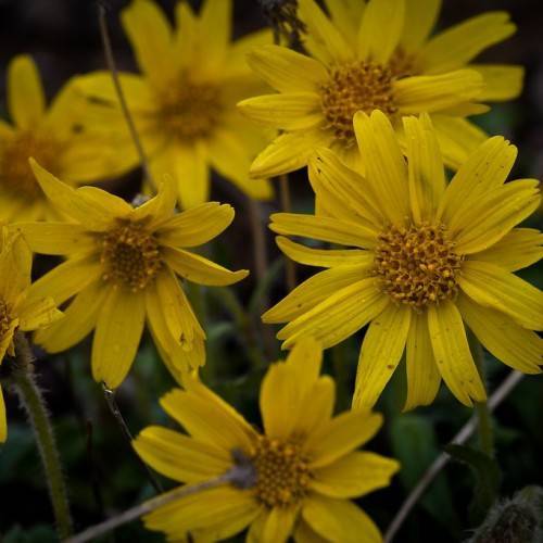 yellow flowers with dark-yellow center, green leaves and stems
